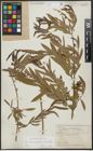 Foto von Salix acmophylloides Hausskn. & Bornm.